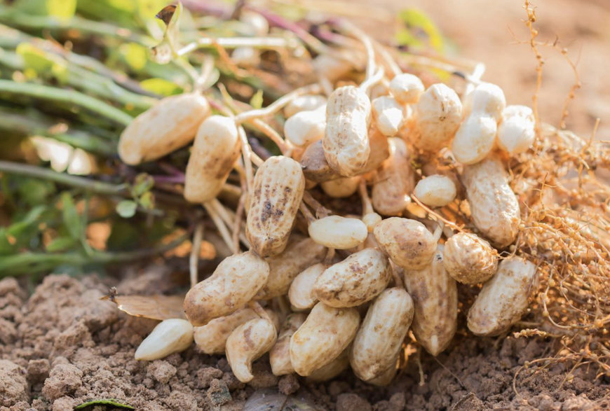 ADM, Smucker Partnering to Bring Regenerative Agriculture to US Peanut Value Chain